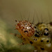 Pyrausta aurata larva