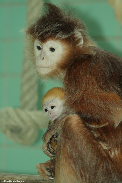 Haubenlangurenfrau mit Baby (Wilhelma)