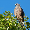 Dark-morph Swainson's Hawk juvenile