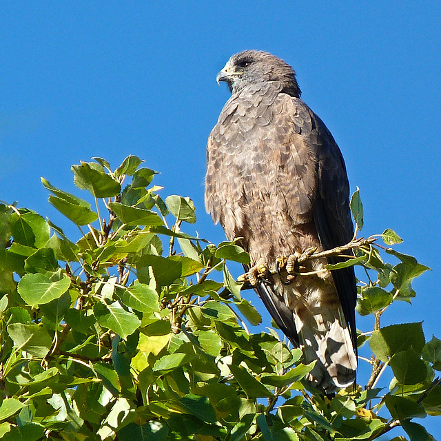 Dark-morph Swainson's Hawk juvenile