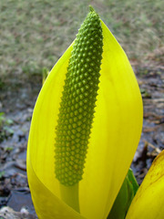 Skunk Cabbage (Lysichiton americanus)