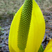 Skunk Cabbage (Lysichiton americanus)