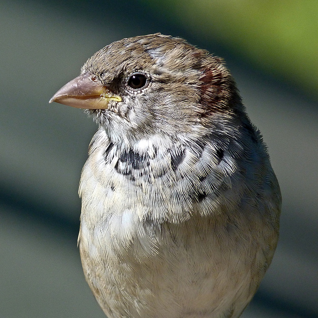 House Sparrow portrait House Sparrow portrait