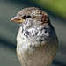 House Sparrow portrait
