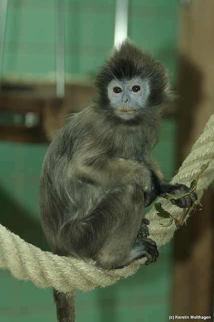 Haubenlangur Ontala (Wilhelma)