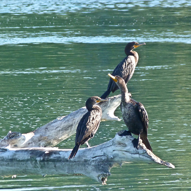 Double-crested Cormorants Double-crested Cormorants