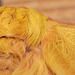 Gonimbrasia krucki silkmoth