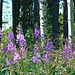 Fireweed and Aspen