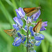 Skippers on Lupine