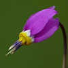 Shootingstar / Dodecatheon