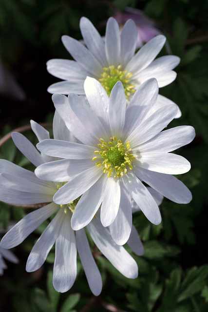 Anemone blanda