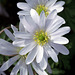 Anemone blanda