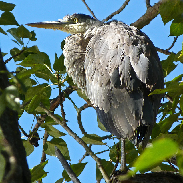 Great Blue Heron / Ardea herodias