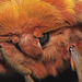 Gonimbrasia krucki silkmoth