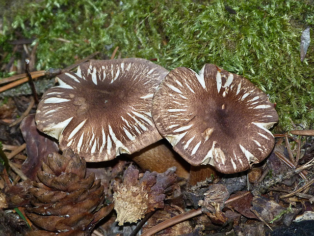 Pretty little mushroom caps