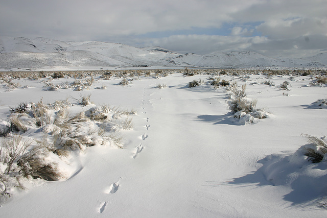 Washoe Valley