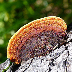 Rusty Gilled Polypore / Gloeophyllum sepiarium