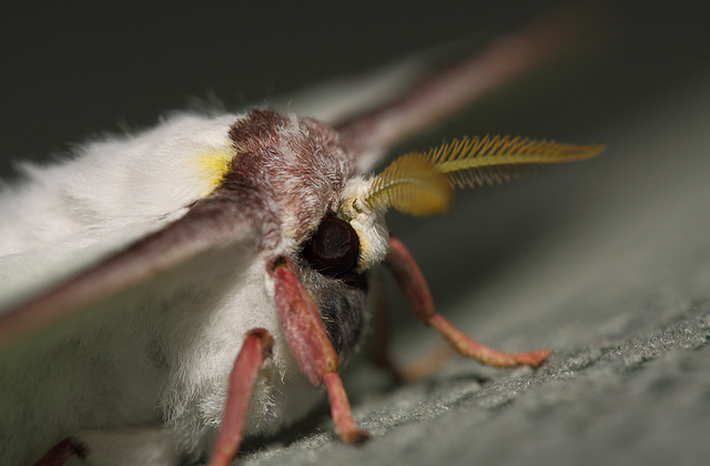 Chinese moon moth (Actias sinensis), female