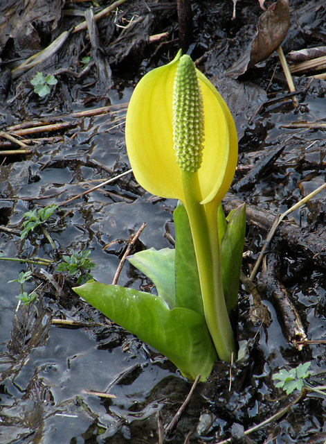 Skunk Cabbage (Lysichiton americanus)