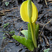 Skunk Cabbage (Lysichiton americanus)