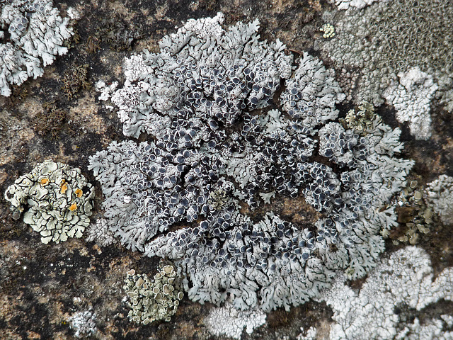 Lichens at Lorette