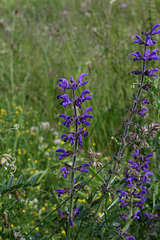 Salvia pratensis (5)