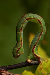 Mottled Pug (Eupithecia exiguata) larva