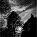 Moon light