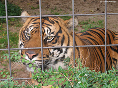 Carlos hinter Gittern (Wilhelma)