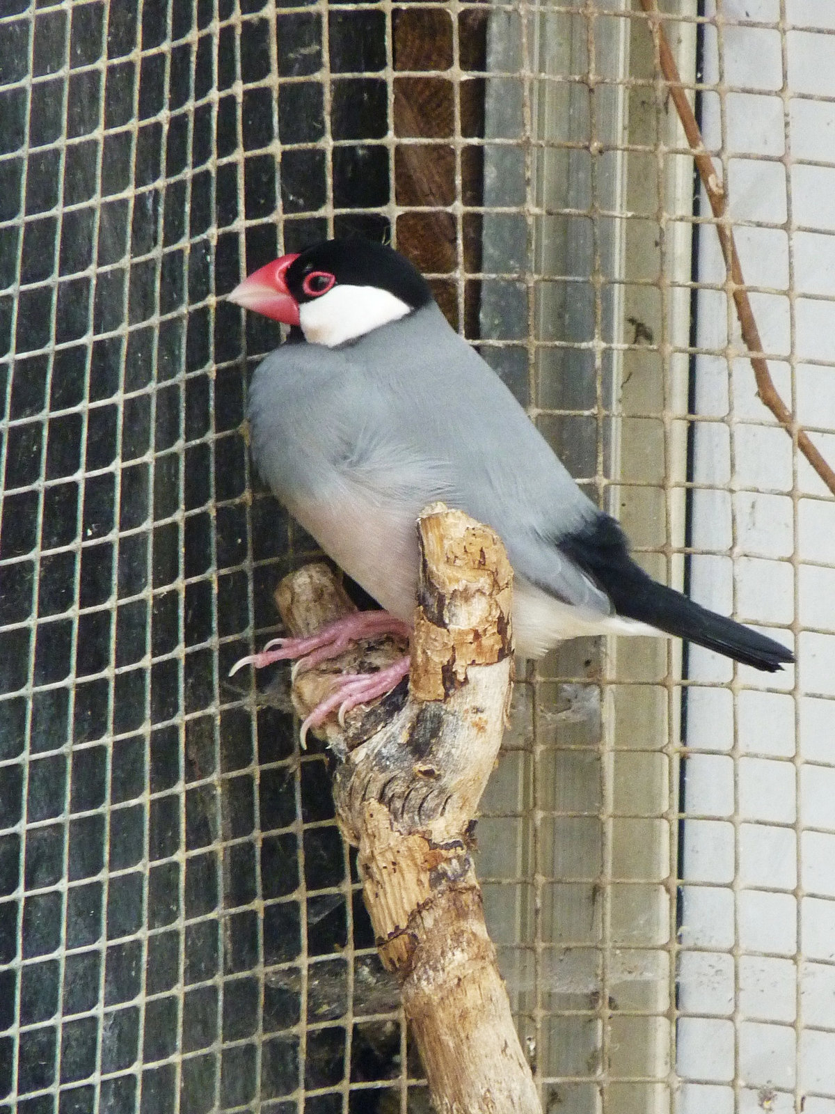 Java Sparrow (1) - 1 July 2013