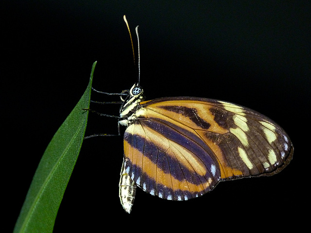 Tiger-striped Longwing / Heliconius ismenius telchinia