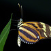 Tiger-striped Longwing / Heliconius ismenius telchinia