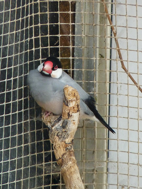 Java Sparrow (2) - 1 July 2013