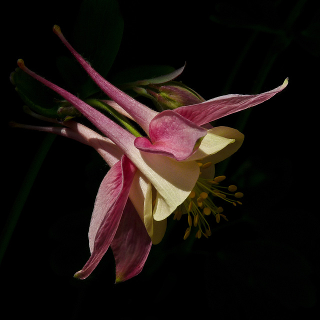 Columbine