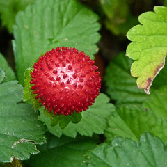 Mock Strawberry / Potentilla indica