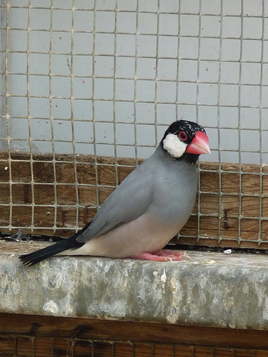 Java Sparrow (3) - 1 July 2013