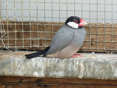 Java Sparrow (4) - 1 July 2013