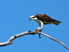 Osprey with fish