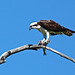 Osprey with fish