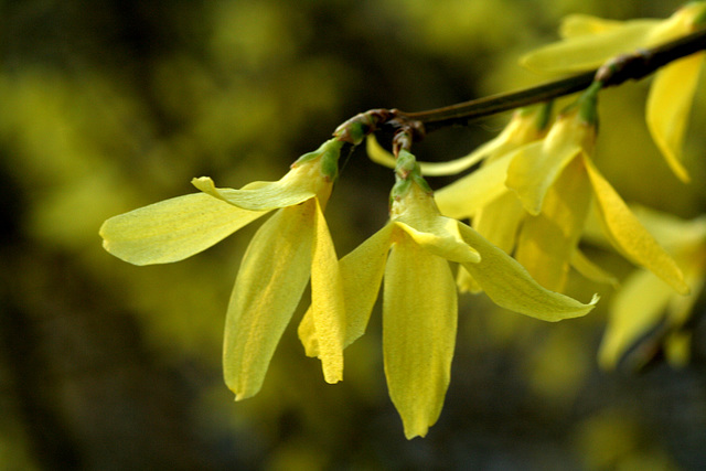 Forsythia