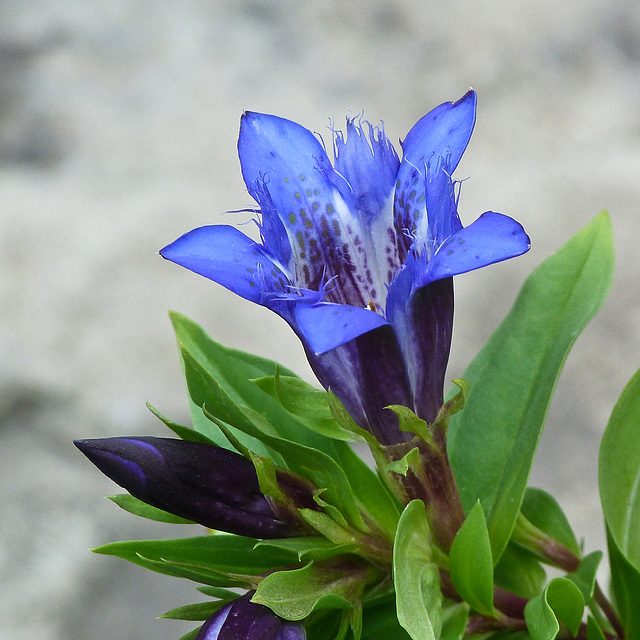 Gentiana