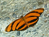 Banded Orange / Dryadula phaetusa