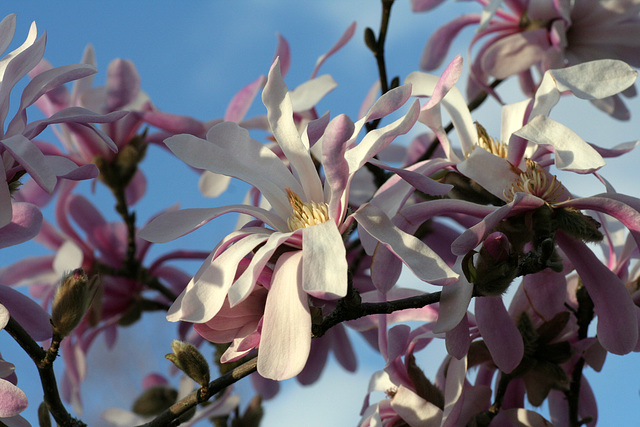 Magnolia