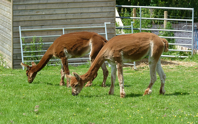 Alpaca - 1 July 2013