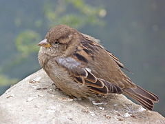 Young House Sparrow