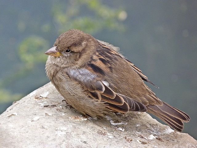 Young House Sparrow Young House Sparrow