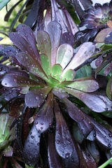 Aeonium arboreum