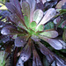 Aeonium arboreum