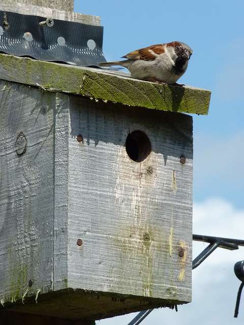 Back In His Box - Nearly - 1 July 2013