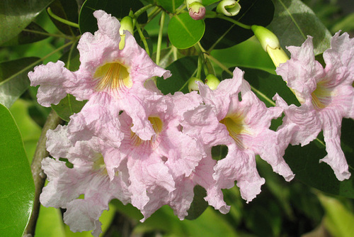 Pink blossoms